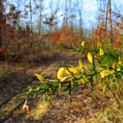 Boschi delle Cerbaie