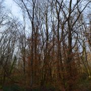 Boschi delle Cerbaie