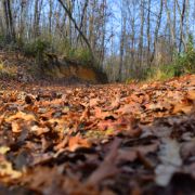 Boschi delle Cerbaie