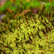 Boschi delle Cerbaie