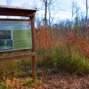 Boschi delle Cerbaie