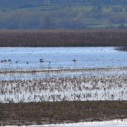 Il Padule di Fucecchio