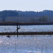 Il Padule di Fucecchio