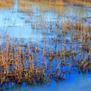 Il Padule di Fucecchio